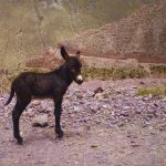 Burro, camino a Iruya