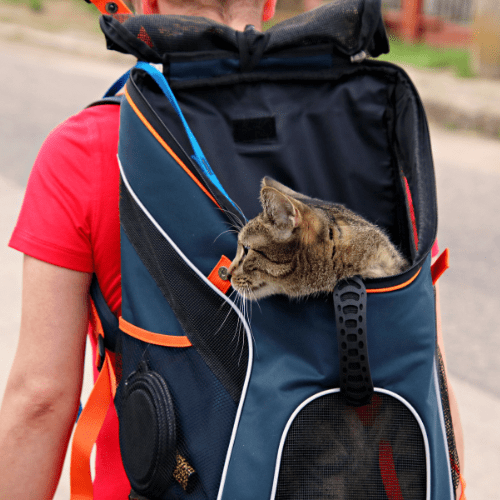viajar-con-mascotas1