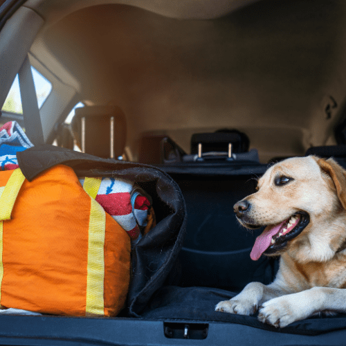 viajar-con-mascotas2