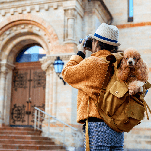 viajar-con-mascotas4