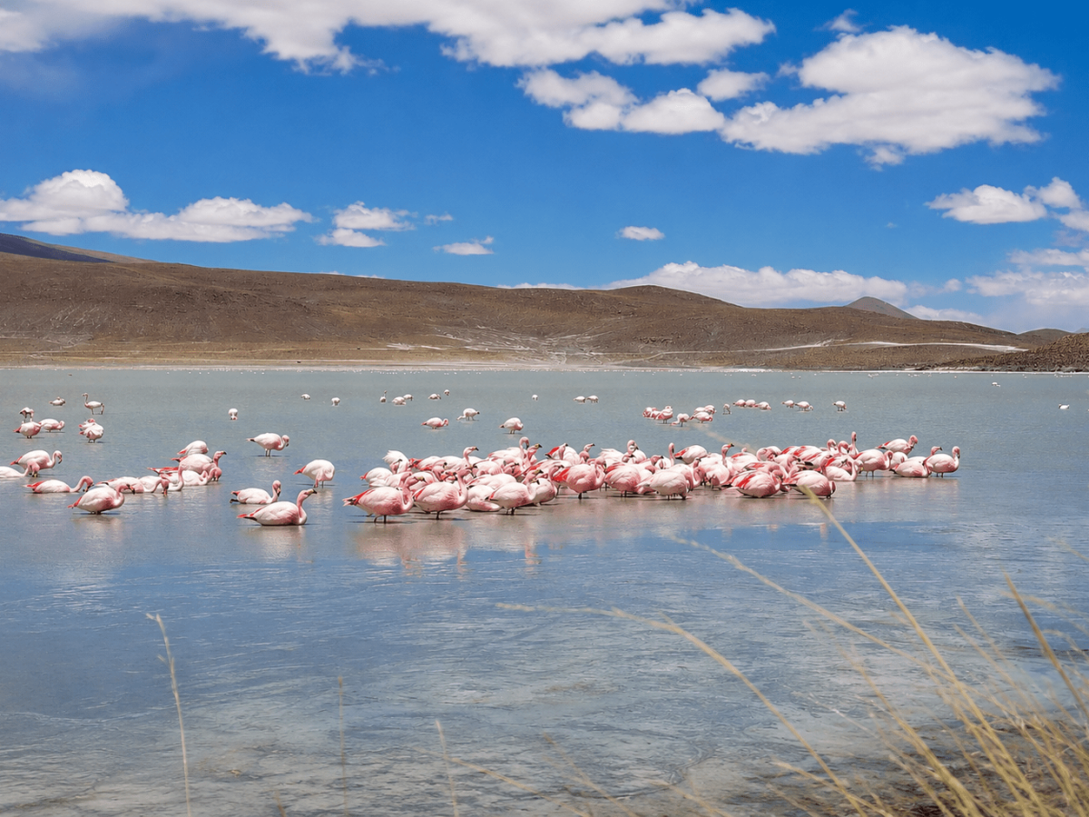Laguna hedionda_Avaroa, Bolivia