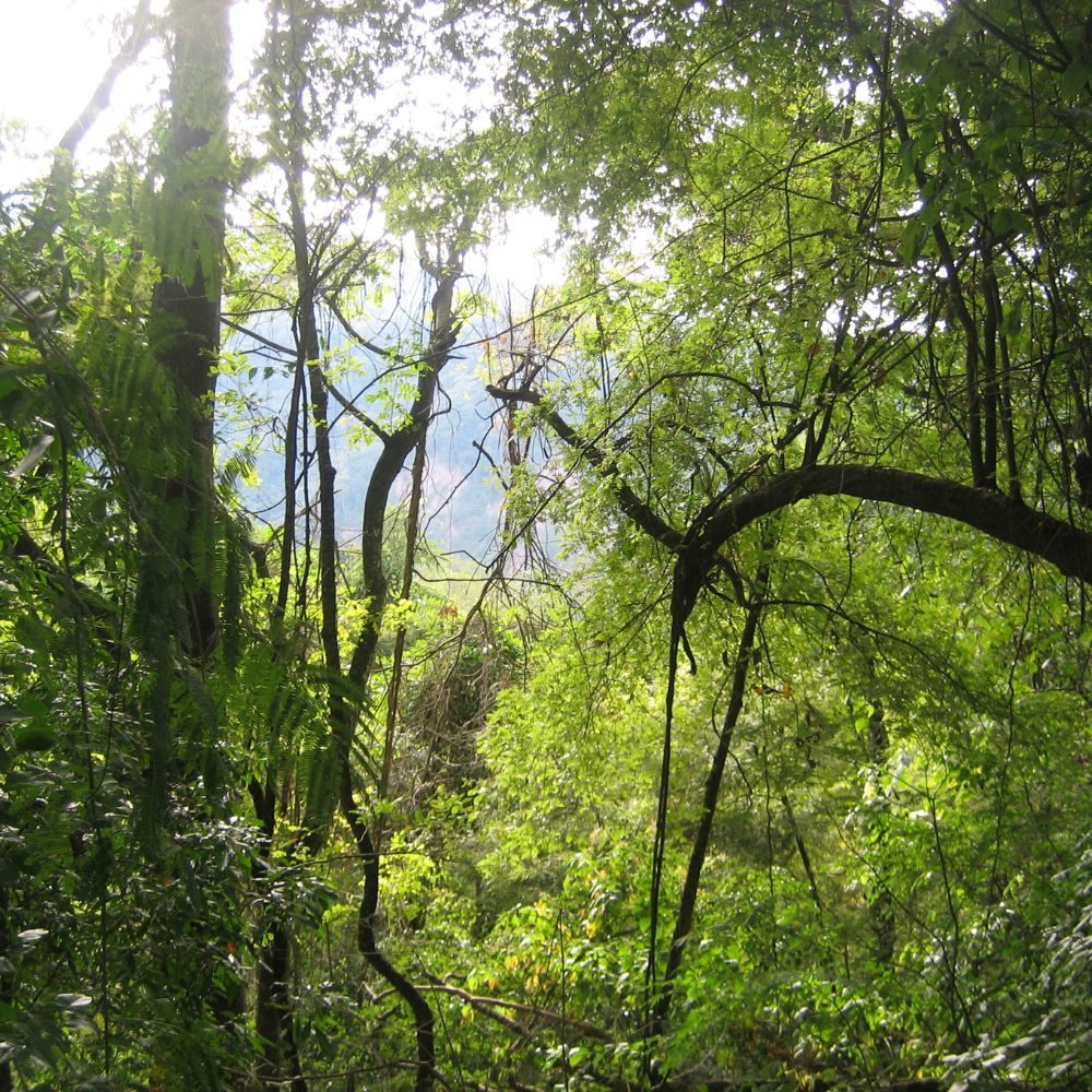 Paisaje de Yungas en Parque Nacional Calilegua, Jujuy