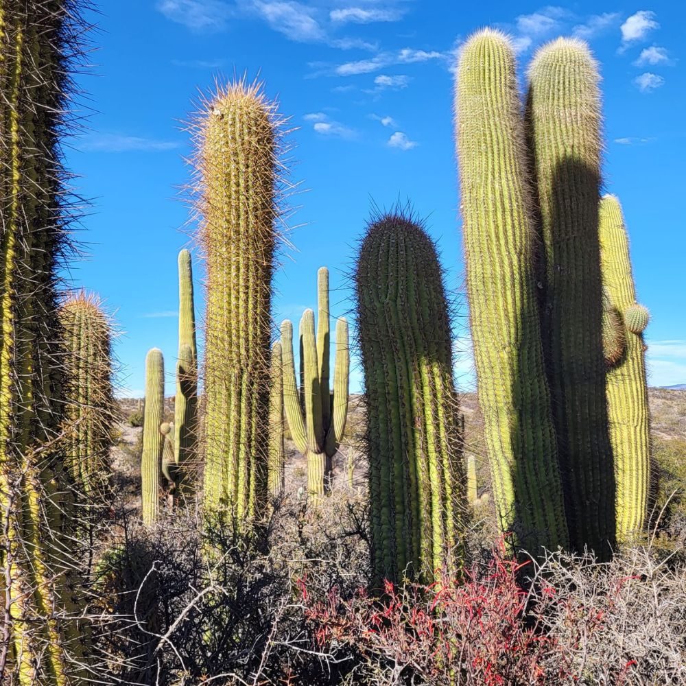 Cardones en el Parque Nacional Los Cardones, Salta