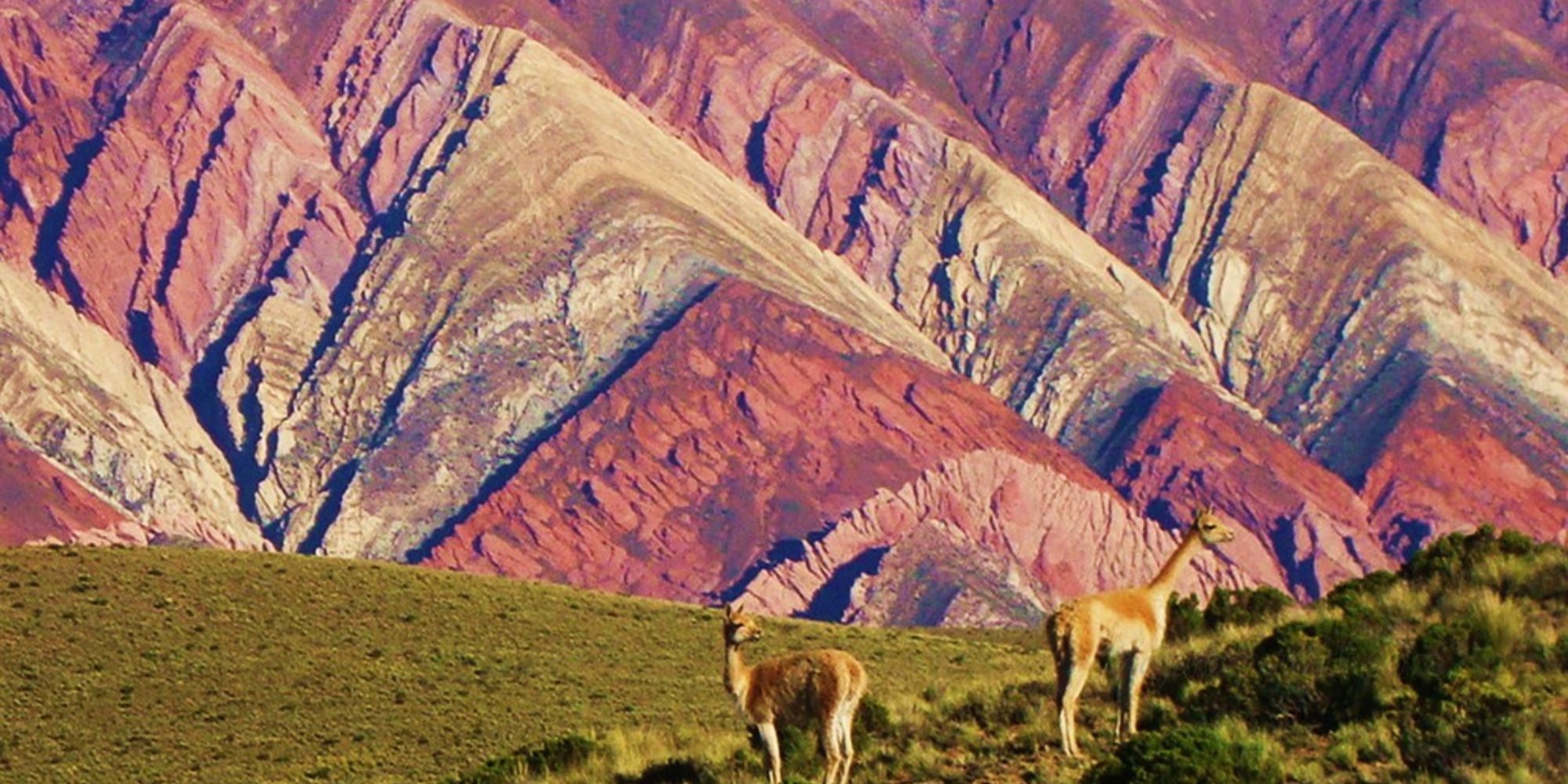 Paisaje de las Serranías del Hornocal con vicuñas, Humahuaca, Jujuy